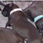 Wei&szlig;es  Halsband, Anni Magic (1 Woche alt)